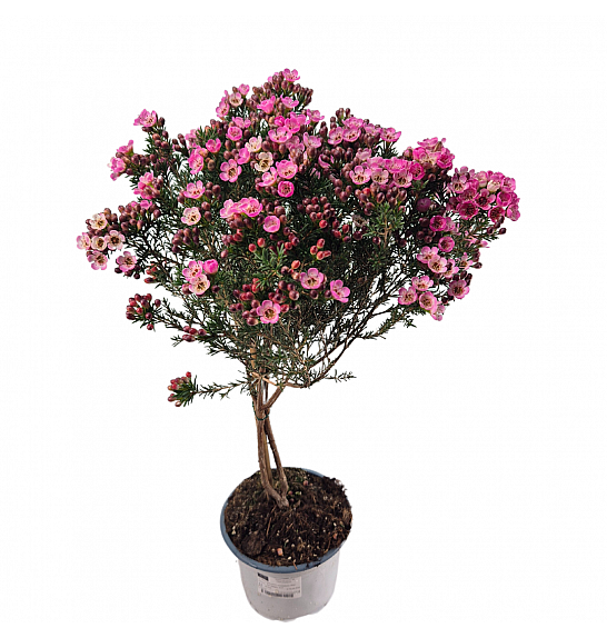 Chamelaucium uncinatum Wax Flower; Na Steblu; Ø17