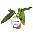 Queen Anthurium S