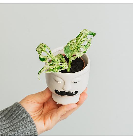 Monstera Frozen Freckles Ø6