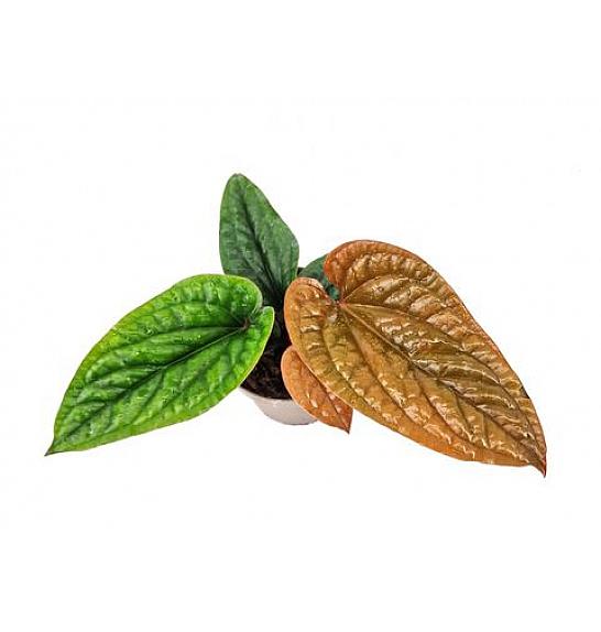 Anthurium Luxurians x Radicans Ø 21