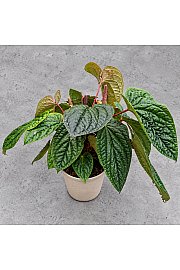 Anthurium Luxurians x Radicans