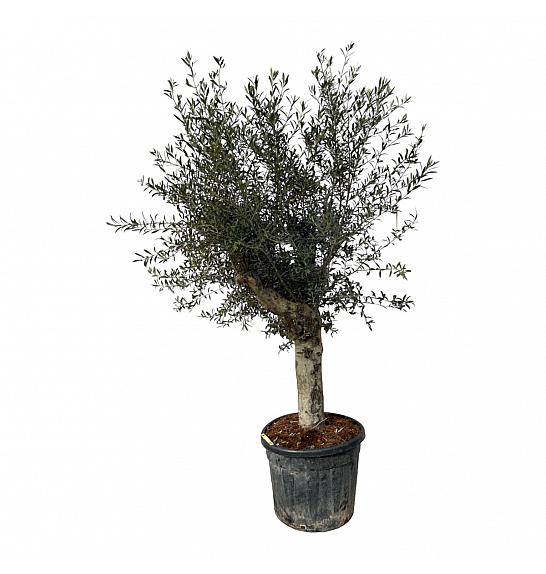 Olea europea Ø55 140-160 cm Na Steblu 50 cm