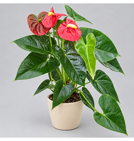 Anthurium andr Red.; Ø14 cm