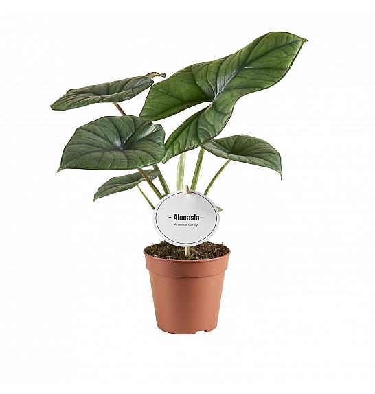 Alocasia Bisma Silver; 12 cm