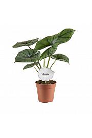 Alokazija Bisma Silver