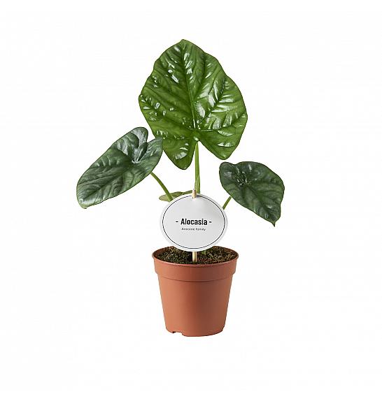 Alocasia Lukiwan; 12 cm