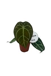 Anthurium Forgetii x Nigrolaminum