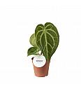 Anthurium Magnificum