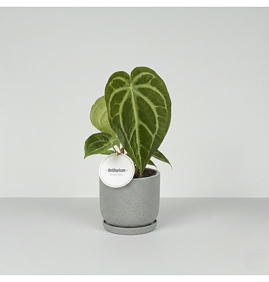 Anthurium Magnificum; o12 cm