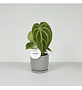 Anthurium Magnificum 