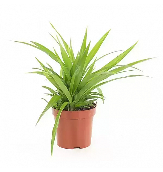 Chlorophytum com. Lemon; Ø12 cm