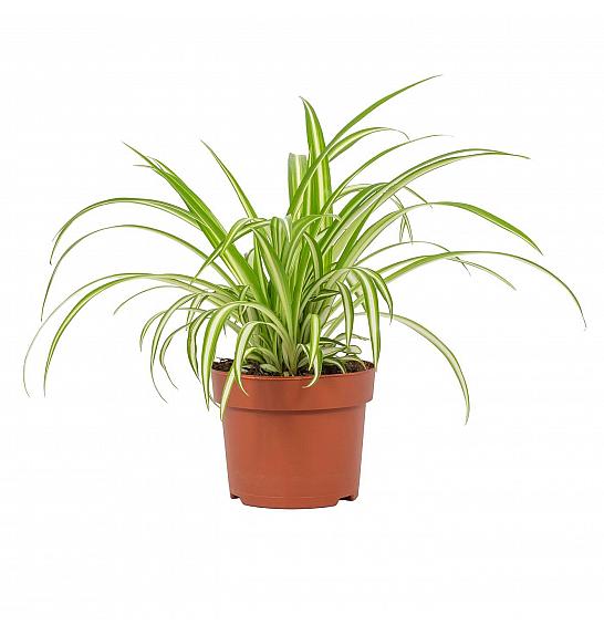Chlorophytum com. Variegatum; Ø12 cm