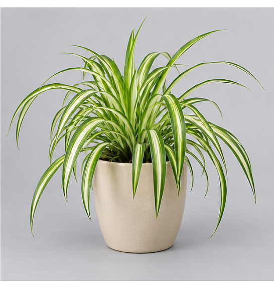 Chlorophytum com. Variegatum; Ø12 cm