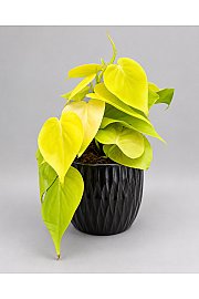 Filodendron 'Lemon Lime'
