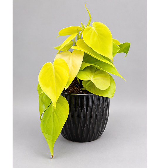Philodendron scand. Lemon Lime; Ø12