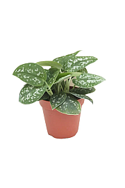 Scindapsus Silvery Ann