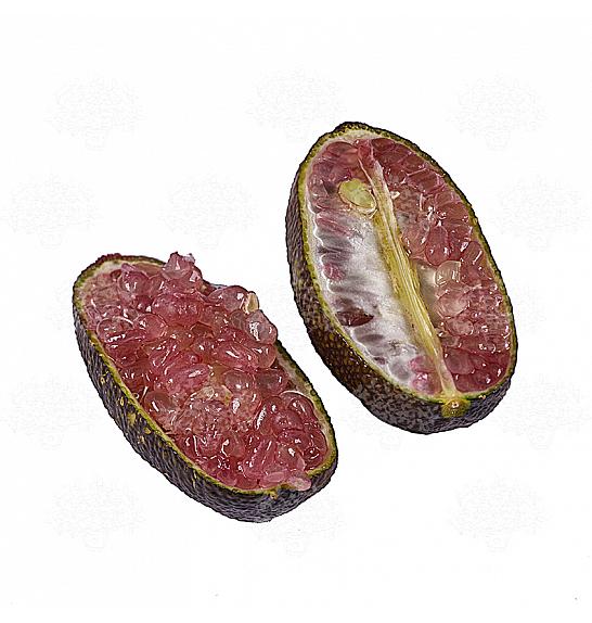 Citrus australasica Caviale Ø 22  Na steblu 40 cm