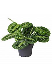 Maranta Lemon