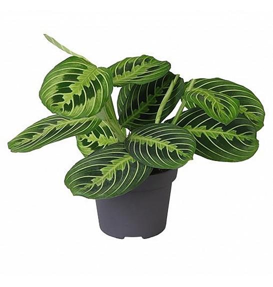 Maranta leuconeura Lemon Lime; Ø12 cm
