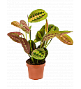 Maranta Fascinatior