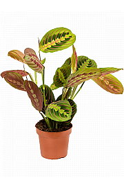 Maranta Fascinatior