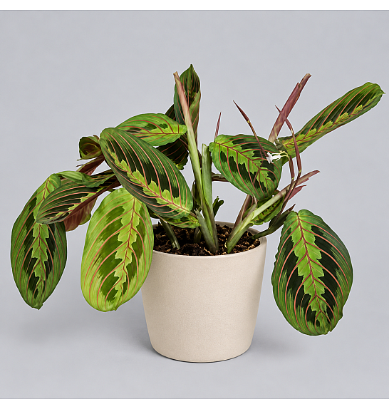 Maranta leuconeura Fascinator; Ø12 cm