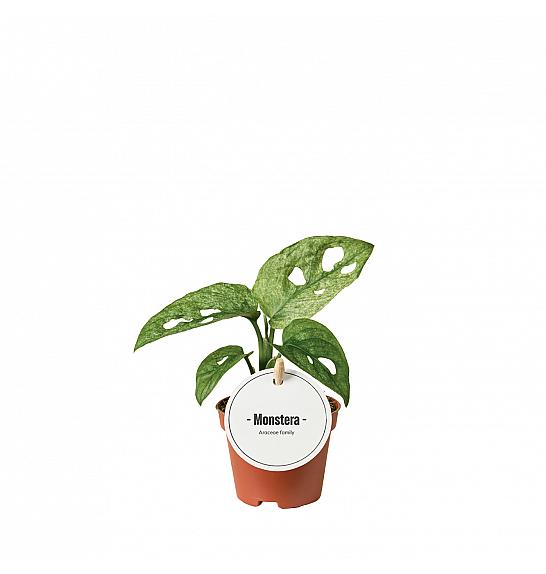 Monstera adansonii Mint: Ø6 cm