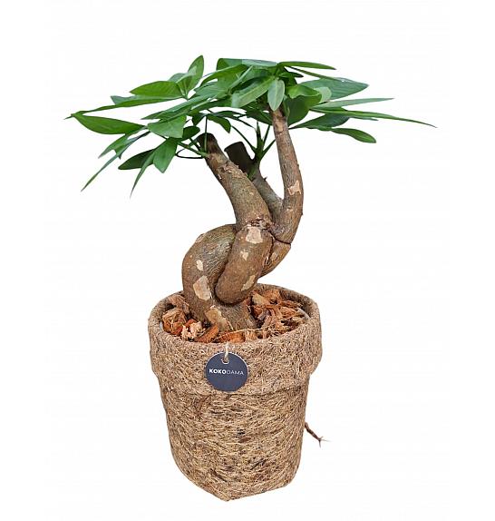 Pachira aquatica; Ø14 cm