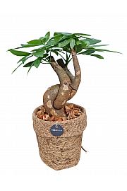 Vodna pahira