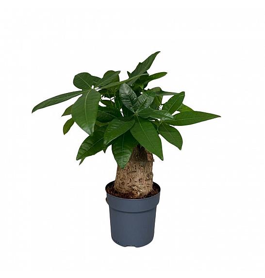 Pachira aquatica; Ø14 cm