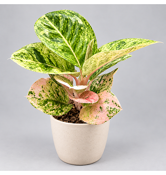 Aglaonema Apple Fantasy Ø12
