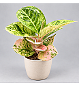 Aglaonema 'Apple Fantasy'