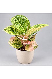 Aglaonema 'Apple Fantasy'