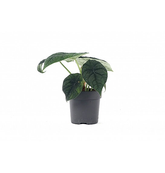 Alocasia Reptile; Ø10,5 cm