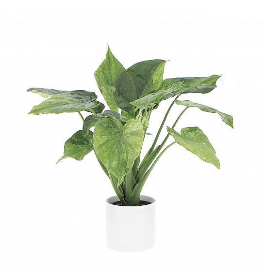 Alocasia Cucullata variegata Ø17