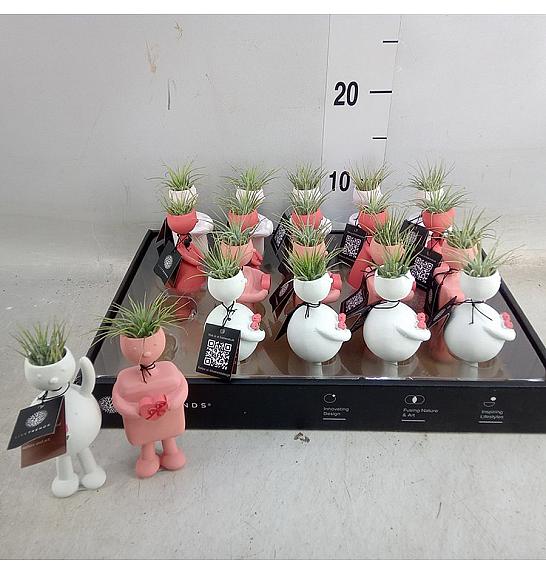 Tillandsia 