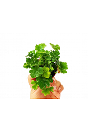 Digit Fern
