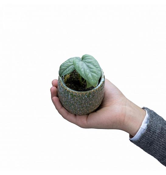 Monstera Medium Silver Ø6