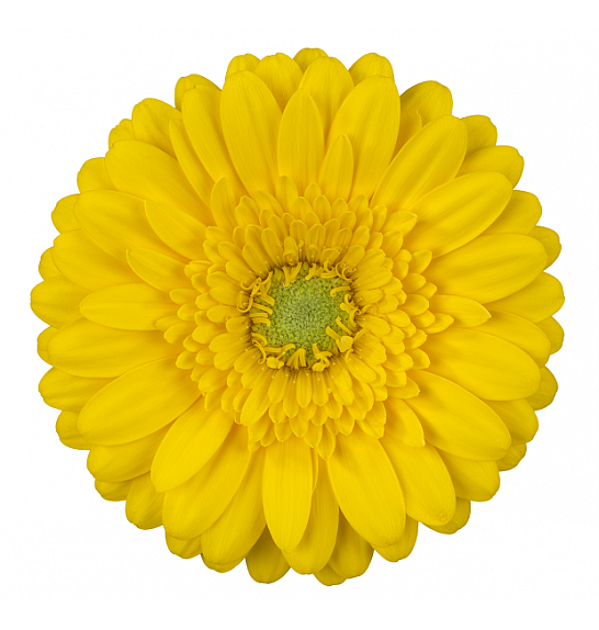 Gerbera Sunshapers Ø13 rumena