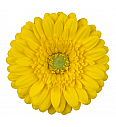 Gerbera Sunshapers rumena