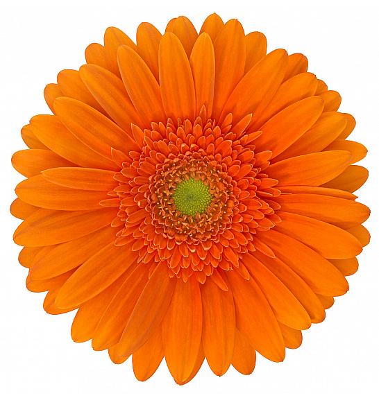 Gerbera Sunshapers Ø13 Oranžna