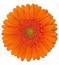 Gerbera Sunshapers oranžna