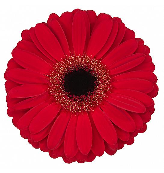 Gerbera Sunshapers Ø13 rdeča