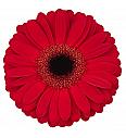 Gerbera Sunshapers rdeča