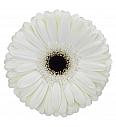Gerbera Sunshapers bela