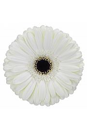 Gerbera Sunshapers bela