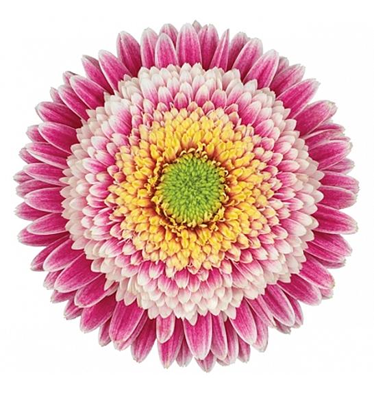 Gerbera Sunshapers Ø13 tropical
