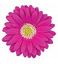 Gerbera Sunshapers lila