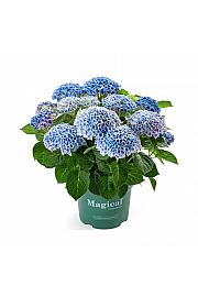 Hortenzija Magical Revolution C3 Lit. 20-30 cm