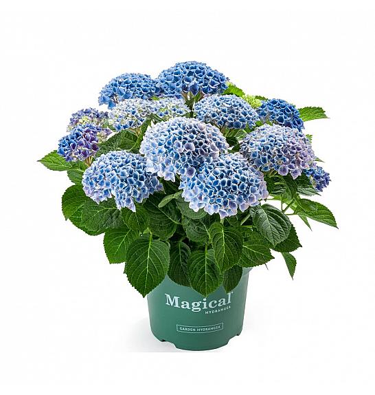 Hydrangea macr. Magical Revolution C3 Lit. 20-30 cm